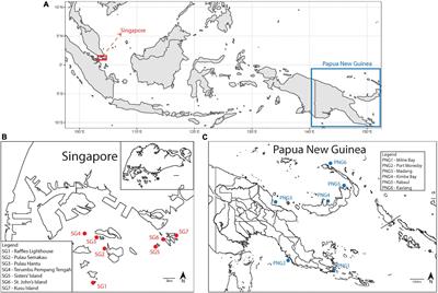 Endosymbiont Communities in Pachyseris speciosa Highlight Geographical and Methodological Variations